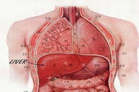 Как изглежда черния дроб?