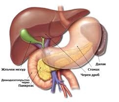 Панкреасът е отговорен за много важни процеси в човешкото тяло