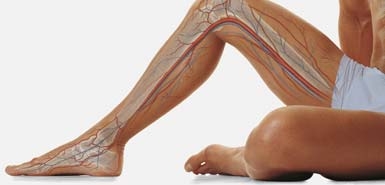 Прочистването на черния дроб с капките Хепавитал облекчава състоянието при разширени вени