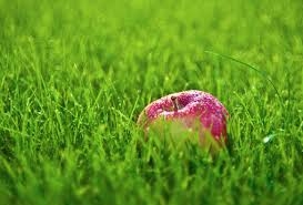 Принципи на здравословното хранене, които носят здраве на черния дроб