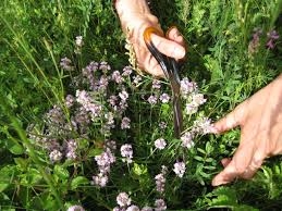 Билките най-добре се грижат да сме здрави и да сме млади